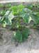 Lady Finger planting 17